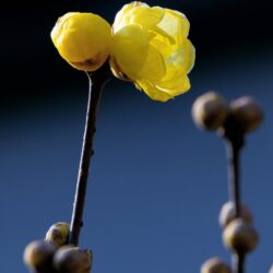 Chimonanthus Praecox