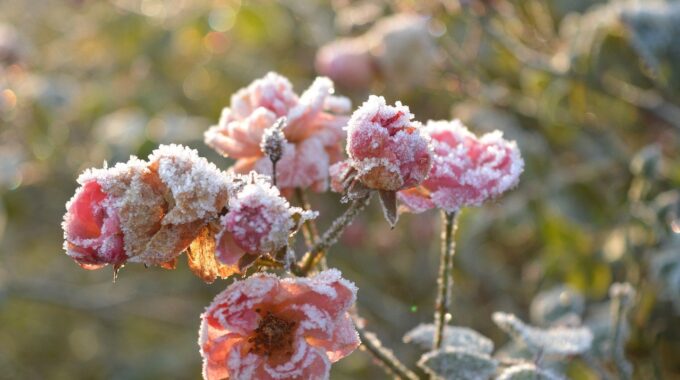 Giardino in inverno