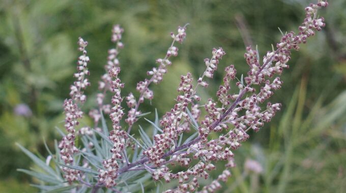 Artemisia